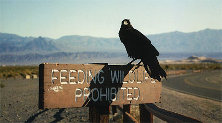 Le corbeau de la Vall�e de la Mort