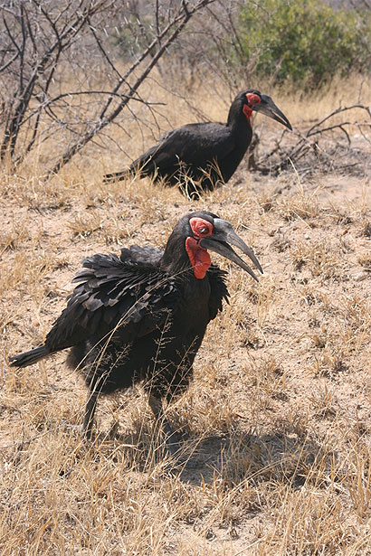 Calaos terrestres