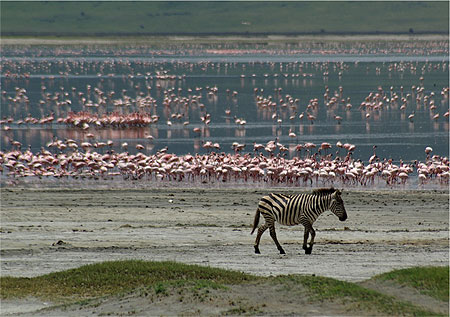 Z�bre solitaire et flamants roses
