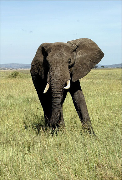 El�phant