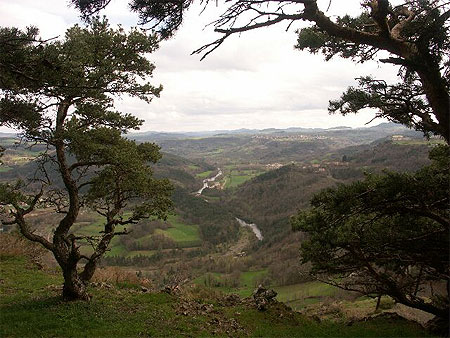 La Loire entre les pins tordus