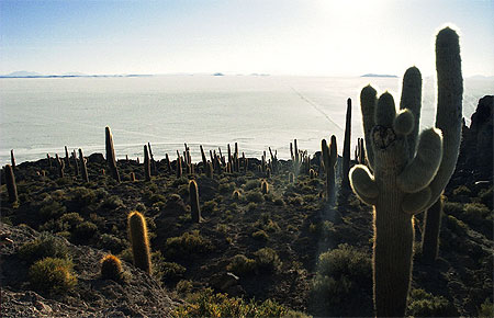 Isla Pescado (Salar d'Uyuni)