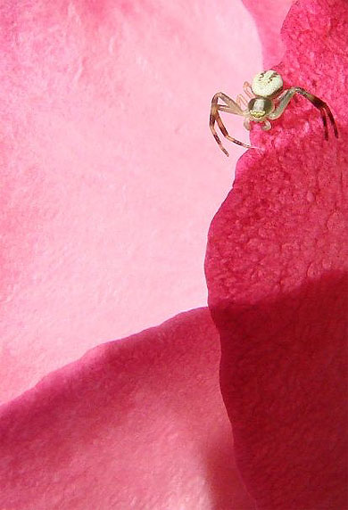 Araign�e blanche