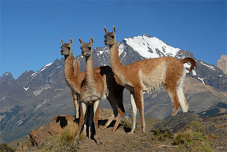 Les 3 guanacos
