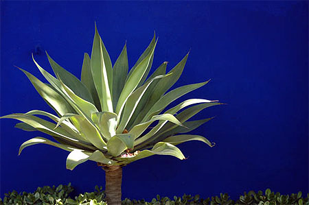 Cactus sur fond bleu