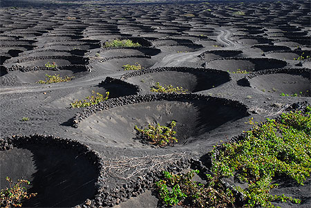 Vigne et lave