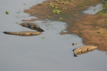 Crocodiles du Nil