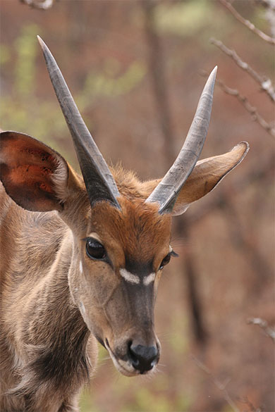 T�te de Nyala