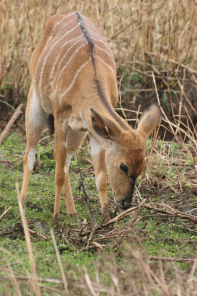 Nyala