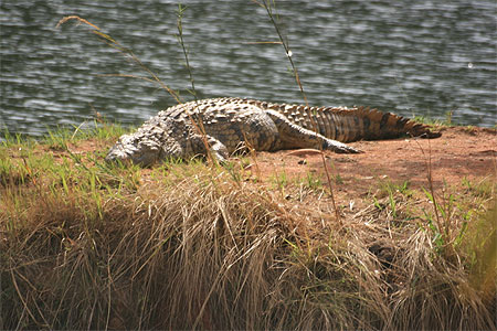 La pause du croco