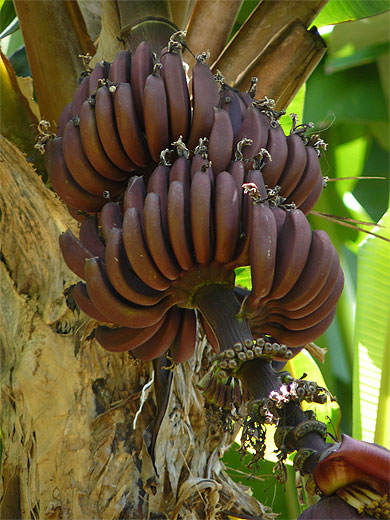 Banane "figue rose"