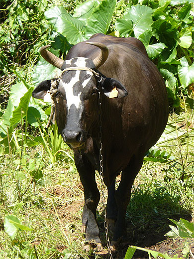 Vache 