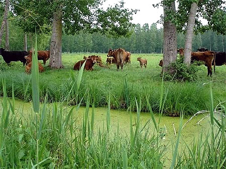 Vaches poitevines