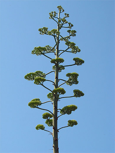 Agave am�ricain