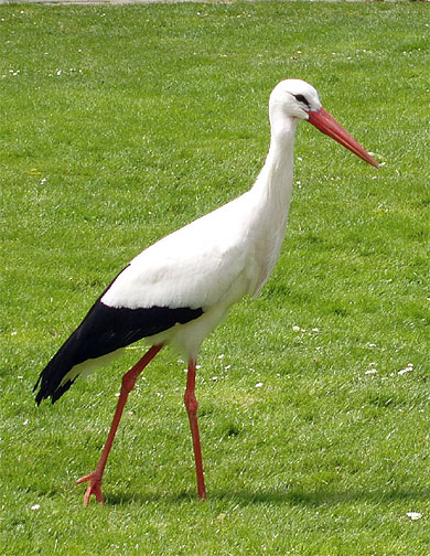 Cigogne