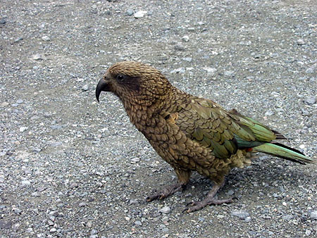 Kea