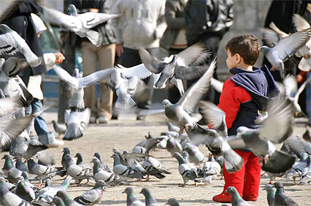 Les oiseaux et l'enfant