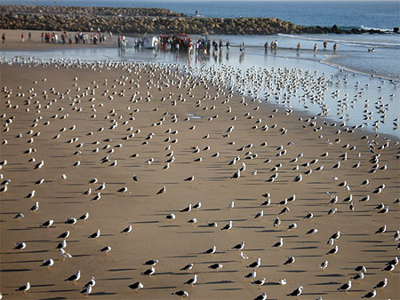 Costa da  Caparica