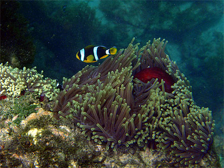 Poisson clown