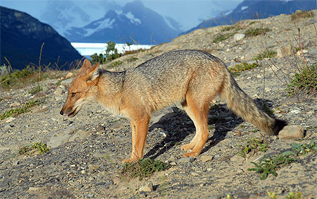 Renard et glacier