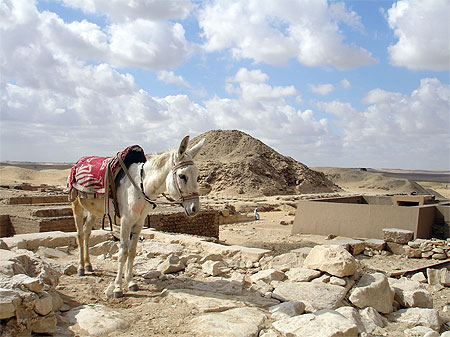 Petit �ne devant les pyramides