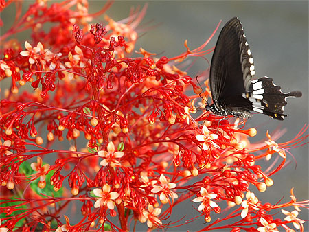 Papillon