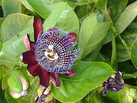 Pasiflora