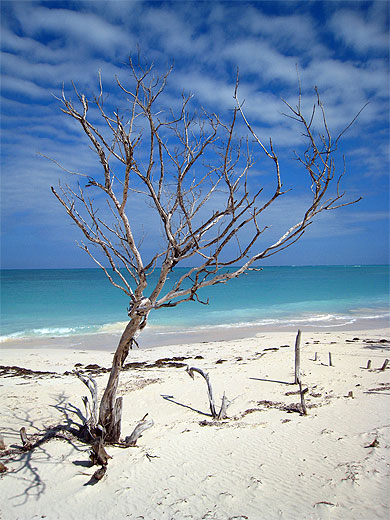 Cayo L�visa