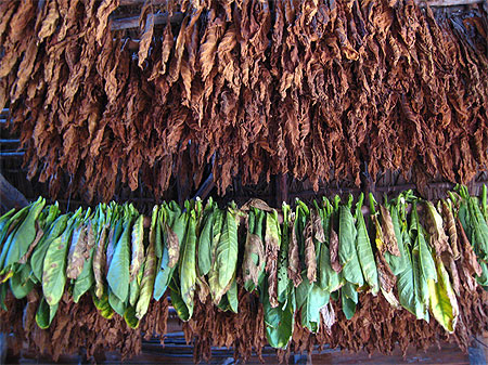 Feuilles de tabac
