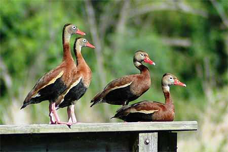 Canards texans
