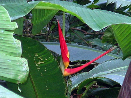 Sur les flancs du volcan Mombacho