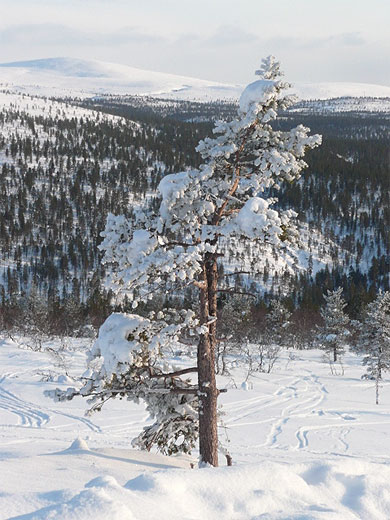 Arbre enneig�