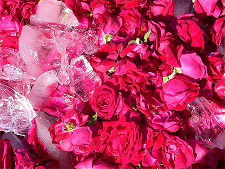 Jaipur : march� aux fleurs