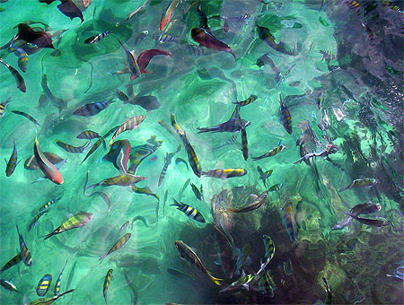 Fonds Marins Koh Phi Phi Ley