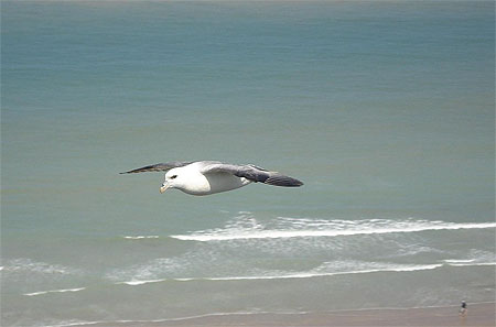 Fulmar bor�al
