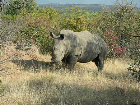 Rhinoc�ros 