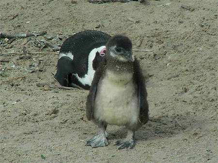 B�b� pingouin � Boulders Beach