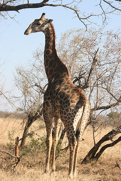Girafe