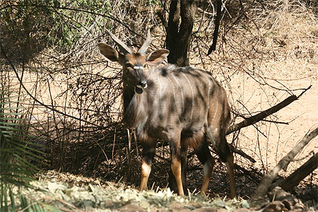 Grand Nyala