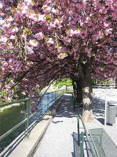 Floraison printani�re � Jemelle