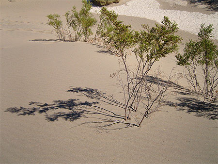 Sand Dunes