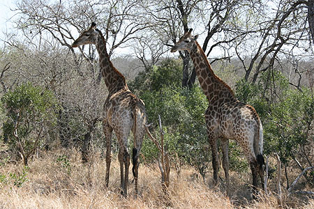 Belles girafes