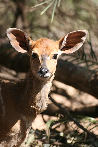 Petit nyala