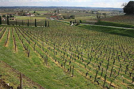 Vignoles grand cru