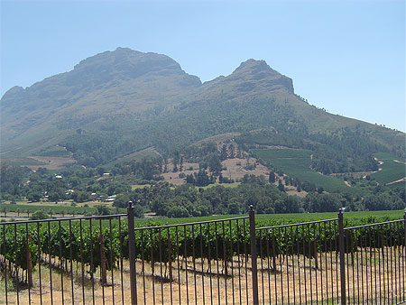 Vignes a Franschoek