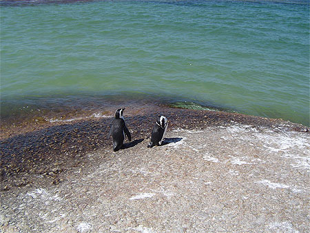 Manchots au Boulders