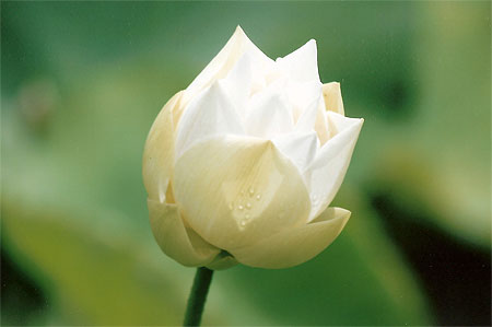 N�nuphar blanc
