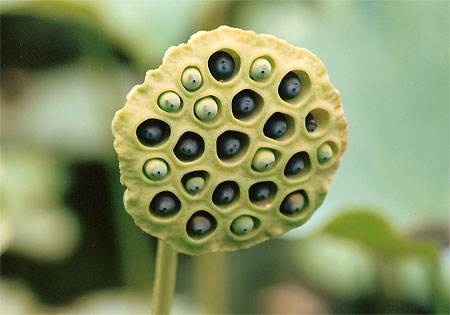 N�nuphar