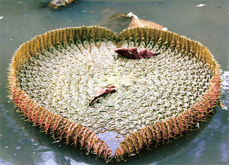 N�nuphar
