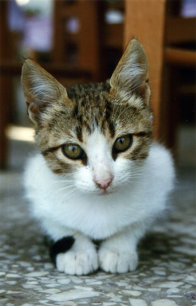 Chat sur la terrasse d'un caf� � Paros